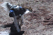 Bonnie. Fetch at Dodgeton Trail Meadow. 31 Mar 07.