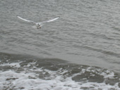 Seagull