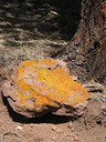 Rock with orange lichen.