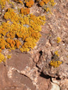 Orange lichen macro.