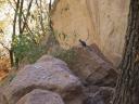 Rock Squirrel