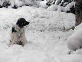 Bonnie in snow. May 6, 2007