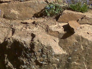 Wildflowers on the canyon wall