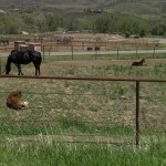 Foals near Masonville