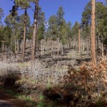 vcdc06 A big forest fire ravished this area. It's very green now below sparse tree covering.