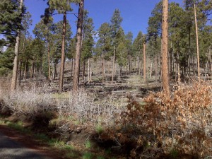 A big forest fire ravished this area. It's very green now below sparse tree covering.