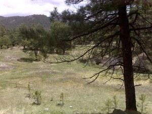 Meadow near the intersection of Hwys 4 and 126.