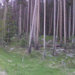 Green forest floor