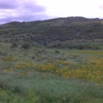 Sunflowers near Yampa
