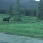 Moose near Cameron Pass