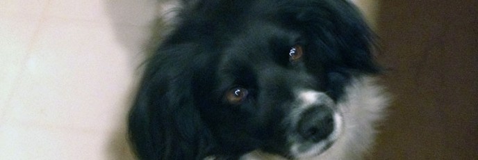 Bonnie