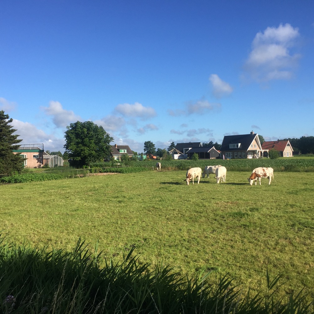 koeien en huizen Beemte Broekland, Gelderland