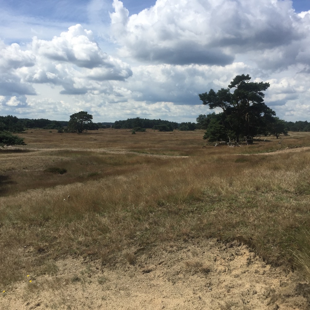 gras, zand en bomen in de Veluwe