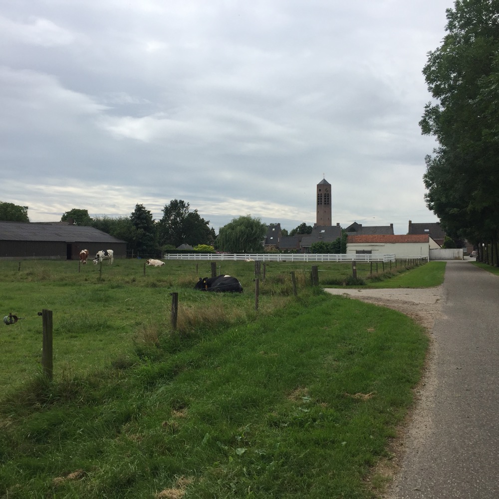 koeien, Vierlingsbeek, North Brabant