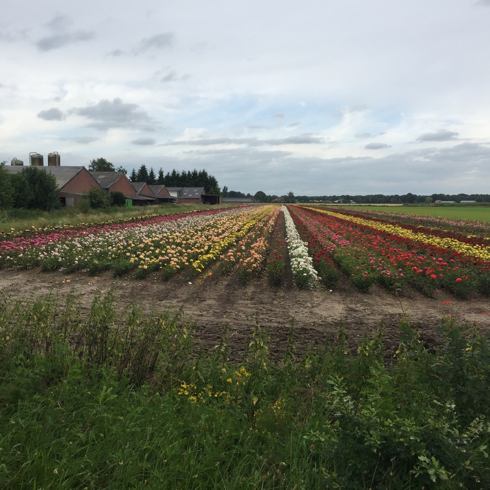 bloemenveld Oirlo, Limburg