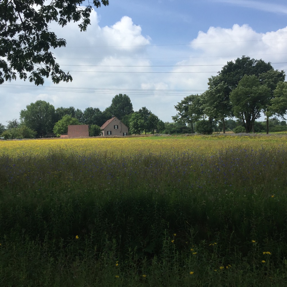 veld met gele een paarse wilde bloemen voor bomen en huis